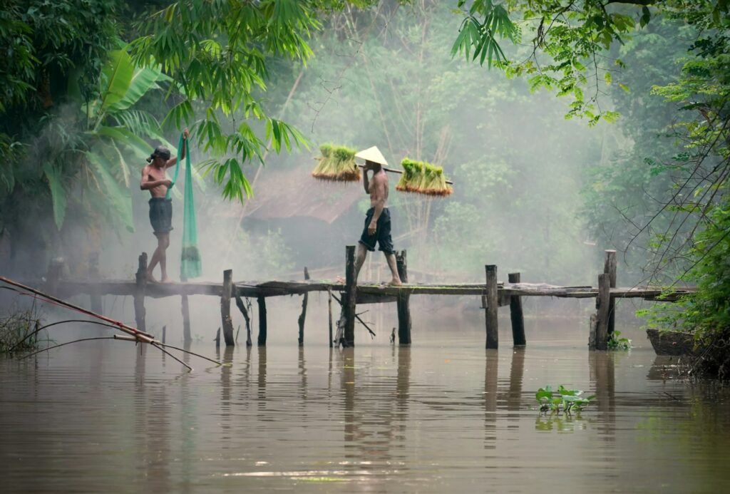 Agriculture Asia. Asian farmer workers working at rice farm fields and harvesting rice. Asian farmer